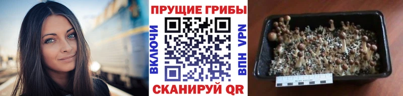 Галлюциногенные грибы MAGIC MUSHROOMS  Талица 